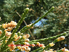 Spirally arranged leaves