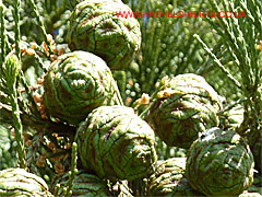 immature female cones