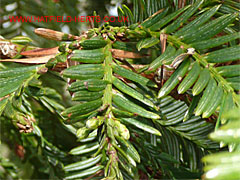 Close up of the leaves