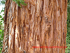 Close up of trunk