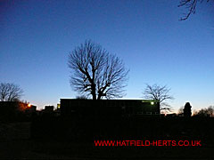 Bishops' Hatfield Girls' School Hall and the bare branches of an Oak tree