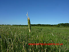 Single head of grass stands out against the rest in the hay meadow