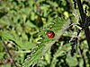 ladybird thumbnail