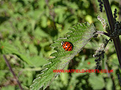Close up of ladybird on nettle leaf
