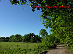 Path bordering Round Wood - field on one side, lush green foliage on the other