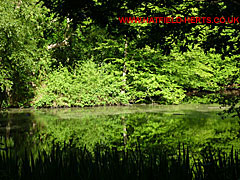 Pond in the woods, foliage reflected in the water