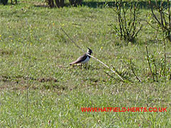 Lapwing on the ground in a meadow