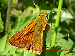 Reddish moth-like insect resting on a plant