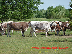 Longhorn cattle - brown and white hides