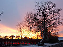 Surviving twin oak on Briars Lane in the sunrise