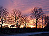 tree sunrise silhouettes on Briars Lane