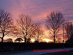 Row of trees and the hedge of Bishop's Hatfield Girls' School in the sunrise