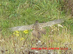 Closer view of bird taking flight - probably a female partridge