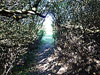 hedge path thumbnail