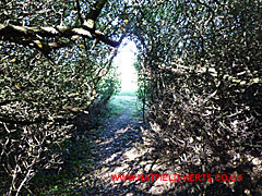 Pathway through the undergrowth