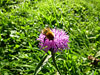 bumblebee thumbnail