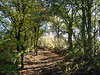 wooded path thumbnail