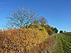 autumn hedgerow thumbnail