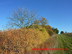 Autumn colours on the hedgerow bordering the Welwyn Hatfield Lawn Cemetery