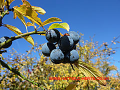 Autumn berries on the hedgerows