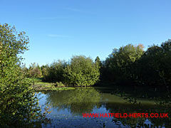 Bunchleys Pond