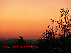Last light over Willow Way - vegetation silhouetted against a darkening orange sky