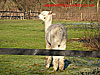 Llama in a field - thumbnail