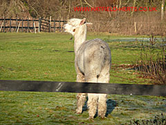 Young Llama by the fence in a field