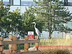 Heron perched on decking alongside an ornamental pond