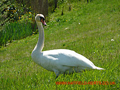 A male swan or cob on a grass bank at Ellenbrook