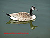 Canada Goose - thumbnail