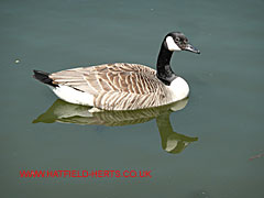 Canada goose on the water at Ellenbrook