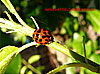 Ladybird approaching aphid - thumbnail