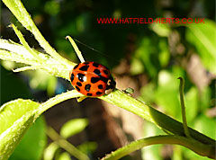 13-spot Ladybird approaching a green aphid along a stem