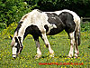 Horse in a field - thumbnail