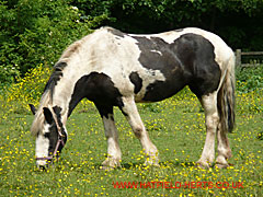 Black and white horse eating grass and buttercups