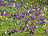 crocuses - thumbnail