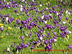 A carpet of mainly purple crocuses