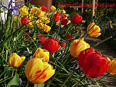 Tulips in full bloom - contrasting bright reds and yellows
