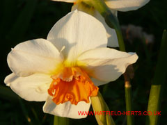 daffodil or narcissus - single bloom with five white petals and a egg yolk-like calyx