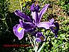 Iris - thumbnail