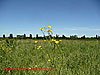 Buttercups in a field - thumbnail