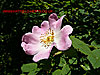 Wild Rose or Blackberry flower - thumbnail
