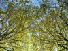 tree canopy shade - thumbnail