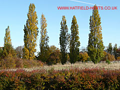 Poplars amidst the autumn foliage - more reds than greens