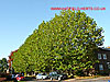 London Plane trees - thumbnail