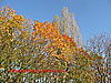 Autumn leaf display - thumbnail