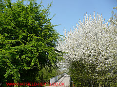 Spring blossoms - two trees on either side of a footpath