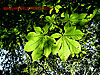 Green leaves in sunlight - thumbnail