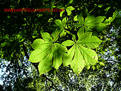 Horse-chestnut leaves back lit by sunlight